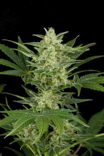 Critical Jack Automatic > Dinafem Seeds | Semillas de marihuana autoflorecientes  |  Híbrido